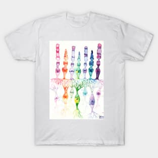 Cone cells rod cells and bipolar neurons in the retina T-Shirt